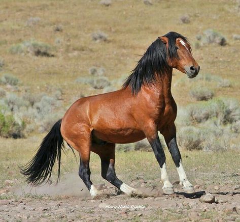 Wild Bay Mustang Stallion Putting on the Brakes. Horse Mustang, Horse Poses, Wild Horse Pictures, Horse Markings, Beautiful Horses Photography, Mustang Horse, Wild Mustangs, Most Beautiful Horses, Horses And Dogs