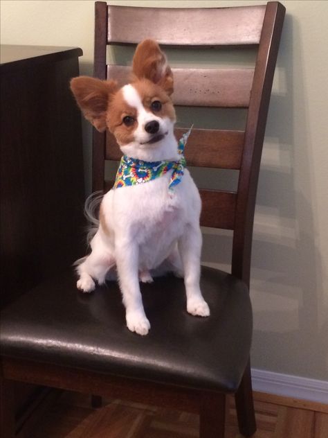 Papillon got a haircut Papillon Dog Haircut, Papillon Dog Aesthetic, Papillon Dogs, Papillion Puppies, Papillon Chihuahua Mix Dogs, Dog Grooming Styles, Grooming Style, Papillon Dog, Dog Haircuts