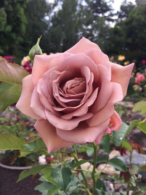 Rose 'Koko Loko' Rose Koko Loko, Kokoloko Rose, Koko Loco Rose, Koko Loko Rose, Container Roses, Home Garden Design, Flower Quotes, Beautiful Rose Flowers, Rose Cottage