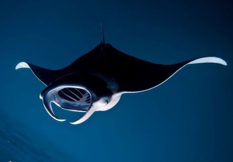 Graceful  Sting Ray Manta Ray Reference, Sting Ray Photography, Sting Rays, Aquarium Pictures, Manta Rays, Manta Ray, Australian Animals, Art Prompts, Sea Lion