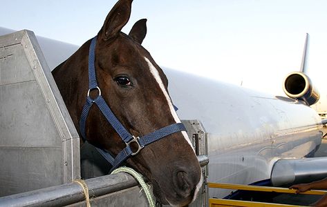 Flying horses around the world requires impressive levels of organisation. Horse & Hound watches the operation swing into action at Heathrow, with horse transport company IRT Horse Transportation, Horse Transport, 2024 Olympics, Moving Cross Country, Horse Therapy, Horse Fly, Cowgirl And Horse, Types Of Horses, Riding Lessons