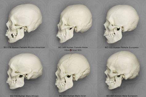 Human Male and Female Skulls: African, Asian, and European - Bone Clones, Inc. - Osteological Reproductions Human Anatomy Reference, Skull Anatomy, Skull Reference, Facial Anatomy, Male Figure Drawing, Face Anatomy, Human Body Anatomy, Human Anatomy Drawing, 얼굴 그리기