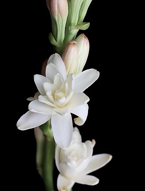 #flowers #tattooideas #flowertattooideas Tuberose Flower Tattoo, Flower Inspiration, Get A Tattoo, Flower Tattoos, Flower Tattoo, Peonies, Tattoos, Flowers, Quick Saves