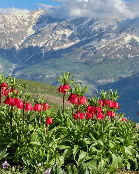 did you know Shler flower(Fritillaria imperialis) is growing wild in Kurdistan area and some parts of Himalayas? Which means wherever you see that flower it means it has been taken from here and planted there. Our country's nature is beautiful with this unique flower. Iran Landscape, Fritillaria Imperialis, Kurdish Culture, Crown Imperial, Nature Is Beautiful, Lily Plant, Interesting Plants, Fashion Figure Drawing, Flower Plants