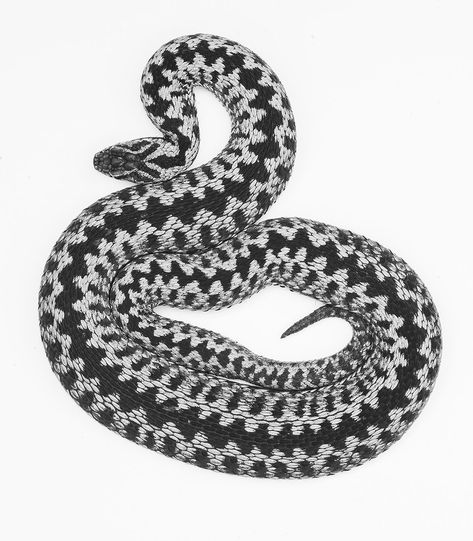 Adder (Vipera berus on white background) Reference Images, Image Search, White Background, Tattoos, White