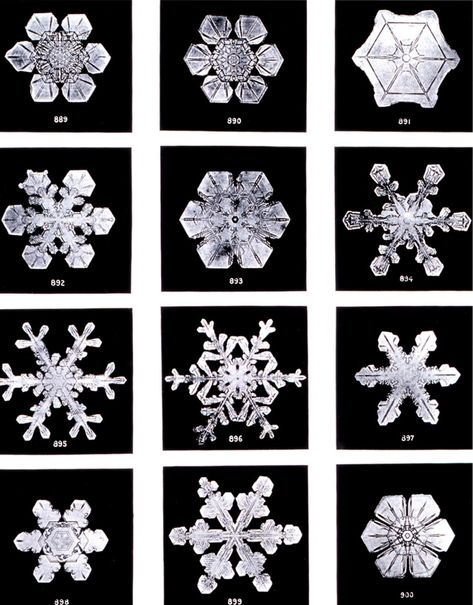 Snowflake Bentley, Seventeenth Birthday, Snowflake Images, Karl Blossfeldt, Snowflake Photos, Snow Photography, Snow Crystal, Snowflake Shape, Microscopes