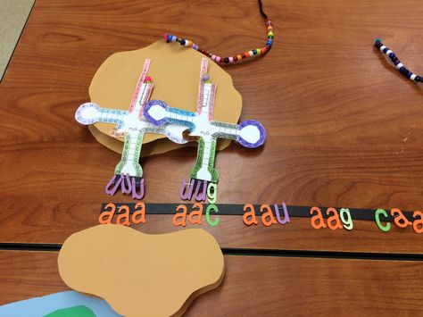 mRNA backbone is a magnet strip. Nucleotides are die cuts with a staple for removable magnet attachment. Ribosome is paper with a paper strip spacer.  tRNA printout templates from online source. Polypeptide chain from pony beads on pipe cleaner. Quarter 2 Cells unit. Biology Models, Transcription And Translation, Biology Classroom, Steam Projects, Teaching Plan, Teacher Activities, Ap Biology, Effective Study Tips, Biology Lessons