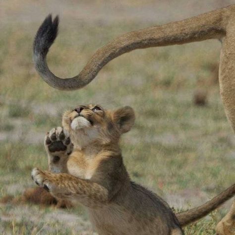 It's been a year since Cecil the lion was tragically killed, but his 12 cubs have made sure his legacy lives on. 🦁 💕 Here's one of his many grandcubs!) Safari Song, Lion Tail, Lion Photos, Anime Lion, Animal Families, Lion Cubs, Beautiful Lion, Lion And Lioness, African Lion