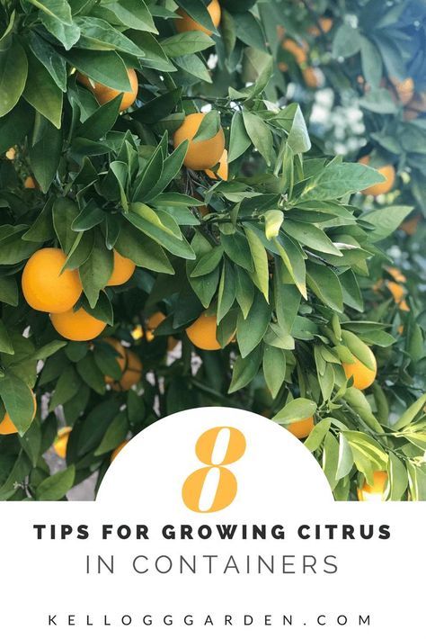 Think you don't have the space to grow your own citrus tree? Think again! Follow these 8 tips to grow citrus in containers! Kumquat Tree Potted, Kumquat Tree Indoor, Tropical Planter, Fruit Farming, Growing Citrus, Kumquat Tree, Citrus Tree, Growing Trees, Tree Indoor