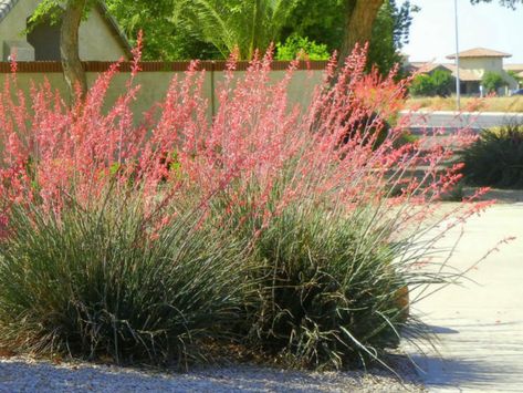 Care Red Yucca Red Yucca Plant, Yucca Plant Care, Red Yucca, Texas Landscaping, Brownish Green, Succulent Landscape Design, Yucca Plant, Succulent Landscaping, Mid Summer