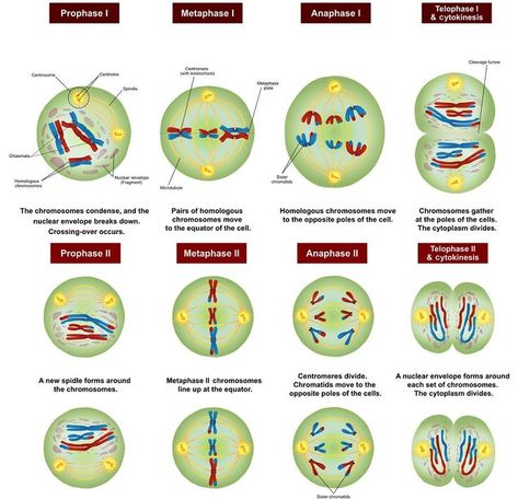 Meiosis - Definition, Stages, Function ... Meiosis Stages Diagram, Cells Worksheet, Biology Worksheet, Dna Replication, Cell Cycle, Biology Lessons, Teaching Biology, Biology Notes, Cell Biology