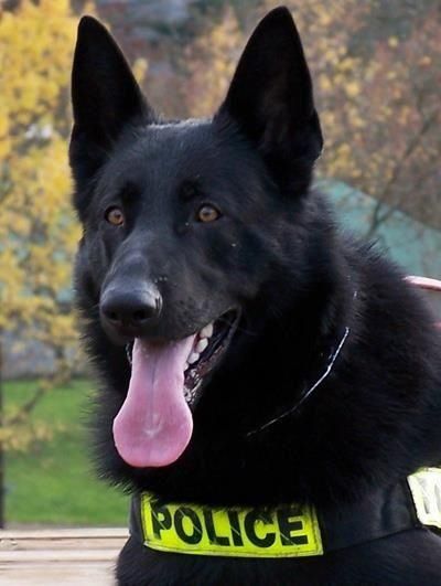 Black GSD Belgium Shepherd, German Shepherd Colors, Domesticated Animals, K9 Police, Belgium Malinois, Black German Shepherd Dog, Dog Hero, K9 Dogs, Military Working Dogs