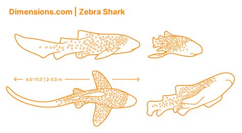 Zebra Shark Drawing, Leopard Shark Drawing, Zebra Shark Tattoo, Leopard Shark Tattoo, Statistic Infographic, Cardboard Shark, Sea Snakes, Under The Sea Drawings, Zebra Shark