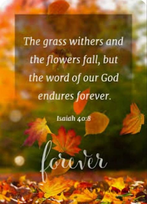 The grass withers and the flowers fall, but the word of our God endures forever.  ~ ISAIAH 40:8 NIV Scripture Verses Faith, Fall Bible Verses, Hope In Jesus, Thanksgiving Blessings, Bible Quotes Images, Good Morning Beautiful Images, Fall Background, Spiritual Words, Beautiful Prayers