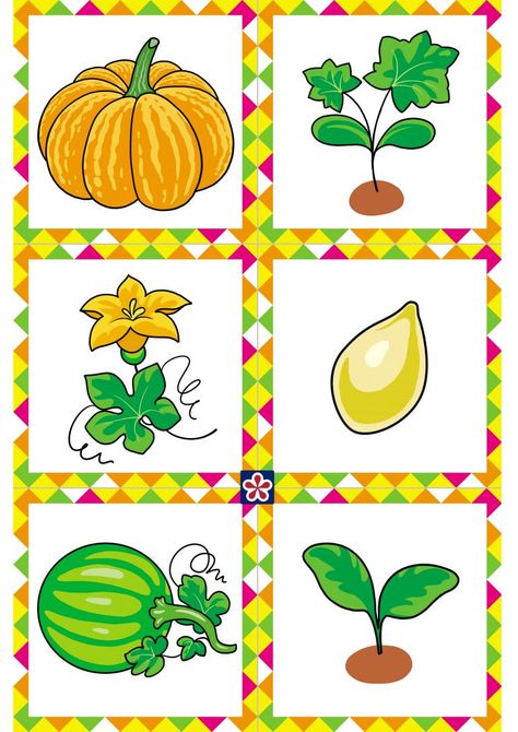 Pumpkin Life Cycle Craft Preschool, Life Cycle Of A Pumpkin Free Printable, Pumpkin Free Printables, Parts Of A Pumpkin Preschool, Pumpkin Life Cycle Preschool, Life Cycle Free Printable, Pumpkin Life Cycle Printable, Pumpkin Life Cycle Craft, Seasons Kindergarten