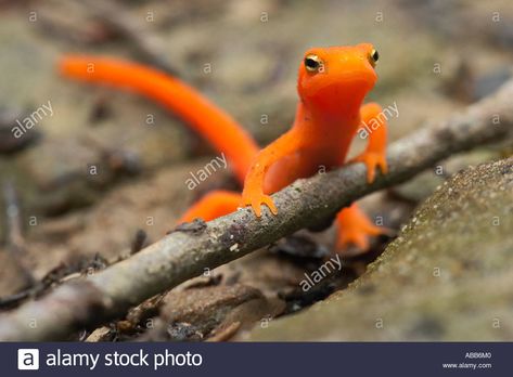 Download this stock image: Closeup of Newt Red spotted Newt red eft N viridescens viridescens on forest floor Obed Wild and Scenic River Tennessee - ABB6M0 from Alamy's library of millions of high resolution stock photos, illustrations and vectors. Lambton Worm, Red Spotted Newt, Spotted Salamander, Newt Salamander, Red Lizard, Amazing Frog, Cute Reptiles, Good Pictures, Lovely Creatures