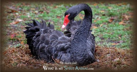 In-depth Black Swan Symbolism & Meanings! Black Swan as a Spirit, Totem, & Power Animal. Plus, Black Swan Theory, Australian & Far Eastern Symbols, and Dreams! Black Swan Symbolism, Bird Symbolism Meaning, Swan Symbolism, Black Swan Animal, What Is My Spirit Animal, Bird Symbolism, Animal Totem Spirit Guides, Symbolism Meaning, Black Swan Event