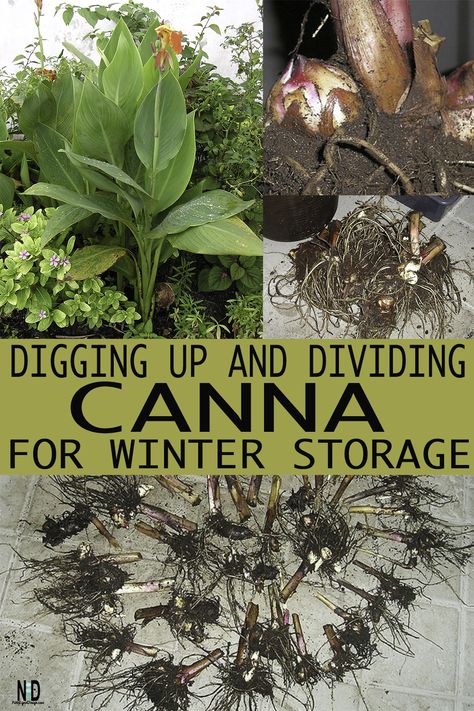 In the Midwest we find ourselves digging up canna bulbs to store for winter. If we chose not to; we will lose our plant and have to purchase new bulbs the following spring. Some gardeners prefer to purchase yearly. Others, including myself, will lift our bulbs and reuse them. Storing Canna Bulbs, How To Store Canna Bulbs For Winter, Saving Canna Bulbs, Storing Canna Bulbs Over Winter, Canna Lily Winter Storage, How To Store Bulbs Over Winter, Wintering Canna Bulbs, How To Store Canna Lily Bulbs, Geraniums Over Winter