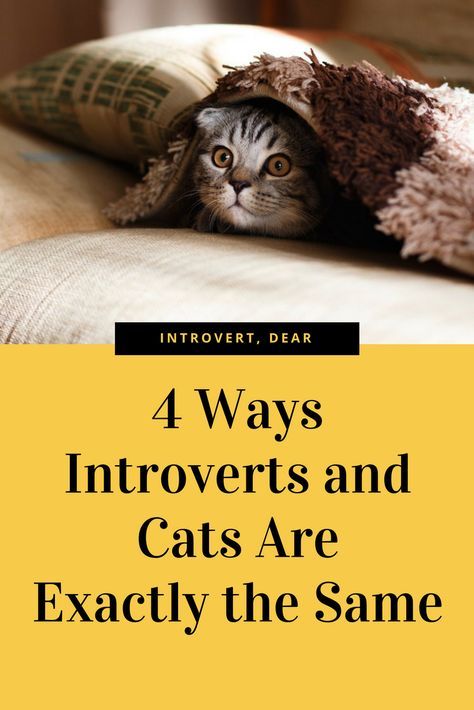 Both introverts and cats are choosy yet obsessively loyal creatures. #introvert #introversion #introvertlife #introvertproblems #cats Introvert Hangover, Introvert Cat, Introvert Personality, Introvert Problems, Intj Personality, Introvert Quotes, Introvert Humor, Extroverted Introvert, Highly Sensitive Person