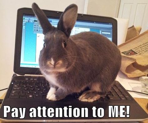 Pay attention to ME! (12/14/14) I Need Attention Meme, Pay Me Attention Meme, Attention Seekers Meme, Tiny Baby Animals, Bunny Things, Bunny Meme, Possom Memes Funny, Rabbit Meme, Rabbit Pictures