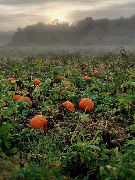 Pumpkin Patch N J Pumpkin Patch Night, Pumpkin Patch Drawing, Crazy Posters, Pumpkin Patch Garden, Foggy Pumpkin Patch, Pumpkin Patch Painting, Halloween Aesthetic Pumpkin Patch, Creepy Pumpkin Patch, Pumpkin Patch Art