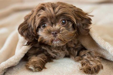 Best dogs for companionship: 5 most loving breeds to beat loneliness | HELLO! Shih Tzu Poodle Mix, Shih Poo Puppies, Shih Tzu Poodle, Dog Sounds, Shih Poo, Shih Tzu Mix, Companion Dog, Poodle Mix, Best Dog Breeds