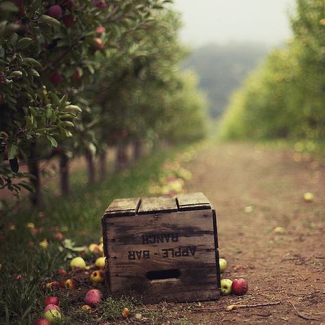 Family Shoot, Apple Harvest, Down On The Farm, Apple Orchard, Apple Picking, On The Ground, Country Life, Farm Life, In The Middle