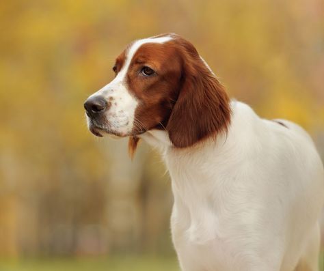 Irish Red And White Setter, Setter Puppies, Best Puppy Food, Red And White Setter, Disabled Dog, Best Puppies, Animal References, Cool Dog Beds, Hunting Dog