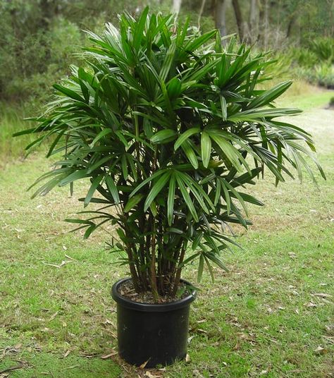 Rhapis Palm Raphis Palm, Lady Palm, Air Purifying Plants, Air Purifying, Back Garden, Large Homes, Indoor Air, Air Purifier, Garden And Yard