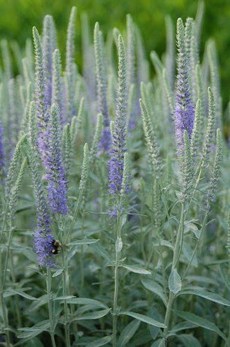 Veronica Spicata, Sky Blue Flowers, Perennial Gardens, Silver Plant, Blue Foliage, Tall Flowers, Garden Plans, White Garden, Flowers Blue