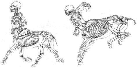 Centaur Bone Ref. by Sassinak on DeviantArt Pangea Ultima, Centaur Skeleton, Centaur Drawing, Centaur Costume, Halloween Boards, Horse Skeleton, Skeletal Structure, Skeleton Anatomy, Bone Structure