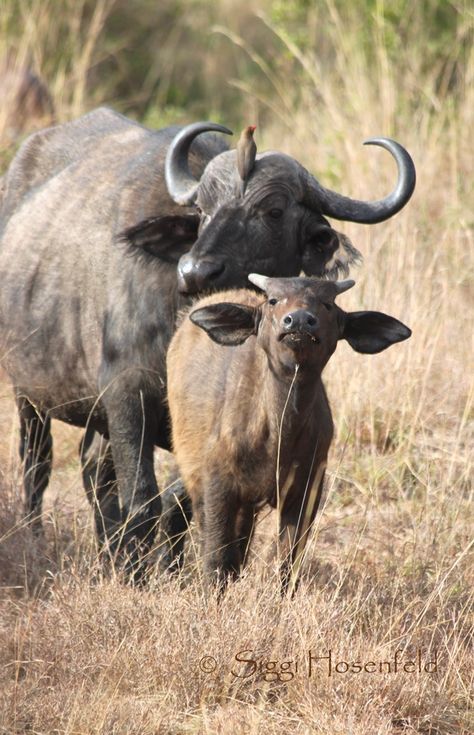 African Animals Photography, Kenya Wildlife, Buffalo Painting, Elephant Themed Nursery, Cape Buffalo, Baby Buffalo, Animal T Shirt, African Buffalo, Wallpapers Beautiful