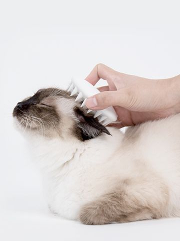 Cat Gloves, Combing Hair, Cat Massage, Cat Cleaning, Massage Brush, Pet Bag, Cat Supplies, Pet Cat, Cat Grooming