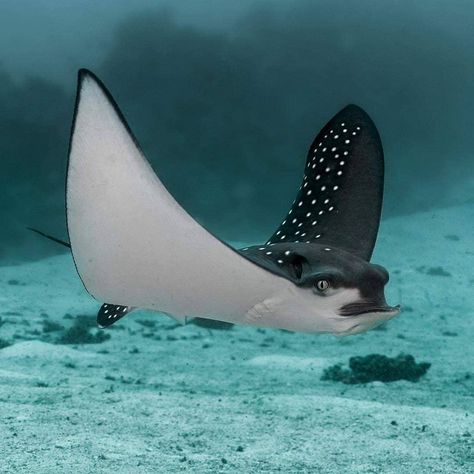 Baby eagle ray searching for food. 📷 @maldivianshots ... #eagleray #maldives #uwphoto #ocean #scuba #diving #scubadiving #blueplanet… Spotted Eagle Ray, Ocean Tattoo, Eagle Ray, Sick Of People, Water Creatures, Life Under The Sea, Ocean Tattoos, Under The Ocean, Manta Ray