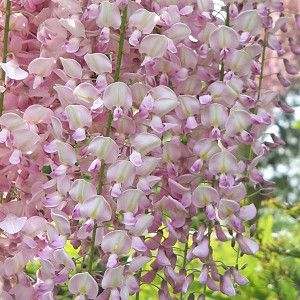 American Wisteria, Japanese Wisteria, Pink Wisteria, Chinese Wisteria, Ideas Terraza, Climber Plants, Clematis Montana, Pergola Attached To House, Mediterranean Garden