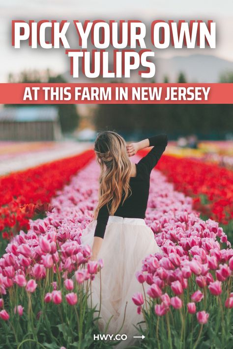 You don't need to tiptoe through the tulips at Holland Ridge Farms. In fact, this tulip farm in NJ lets you pick your own tulips! Pick Your Own Tulips At This Farm in New Jersey Holland Ridge Farm, Tulip Picking, Tiptoe Through The Tulips, Tulip Farm, Tulip Season, Farm Business, Flower Festival, Us Road Trip, Tulip Fields