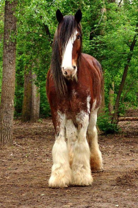 Horse Clidsdale, Perchons Horse, Clidsdail Horse, Clidestail Horse, Clidesdail Horse, Clysdale Horse, Bay Clydesdale, Clydesdale Foal, Horse Clydesdale