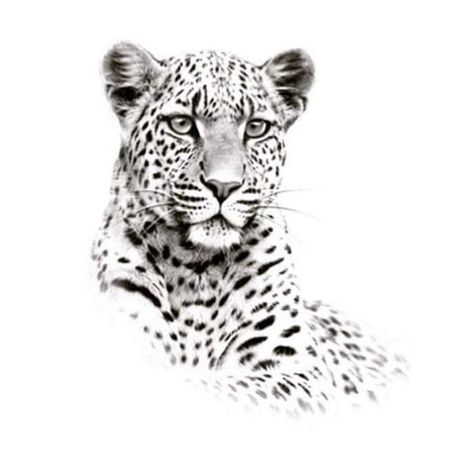 Animal Pfp Aesthetic, Animal Pfp Funny, Animal Wallpaper Aesthetic, Animal Character Design, Character Pfp, Leopard Drawing, Animal Couple, Animal Poses, Jaguar Tattoo