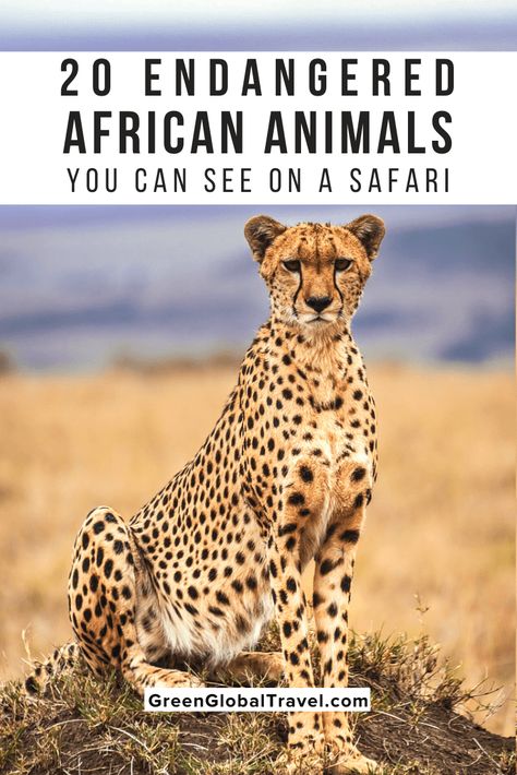 20 Endangered African Animals You Can See on a Safari - Green Global Travel Animal Website, Animals In Africa, Saving Earth, South African Animals, African Animals Photography, Animals Endangered, Animals List, African Wildlife Photography, African Rhino