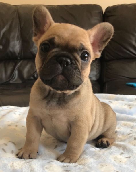 Bread to get Baby French Bulldog, Fawn French Bulldog, Cute Fluffy Dogs, Very Cute Puppies, Baby Pugs, Bulldog Francese, Really Cute Puppies, Bulldog Puppies For Sale, Super Cute Puppies