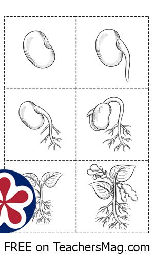 Bean Life Cycle Sequencing Cards Activity for exploring the life cycle stages of a bean plant. preschool, worksheets, kindergarten, plant theme for preschoolers, printable activities Life Cycle Of A Bean Plant Worksheet, Bean Life Cycle Printable, Life Cycle Of A Bean Plant, Seed Germination Worksheet, The Tiny Seed Craft, Life Cycle Of A Seed, Seed Germination For Kids, Bean Life Cycle, Tiny Seed Activities