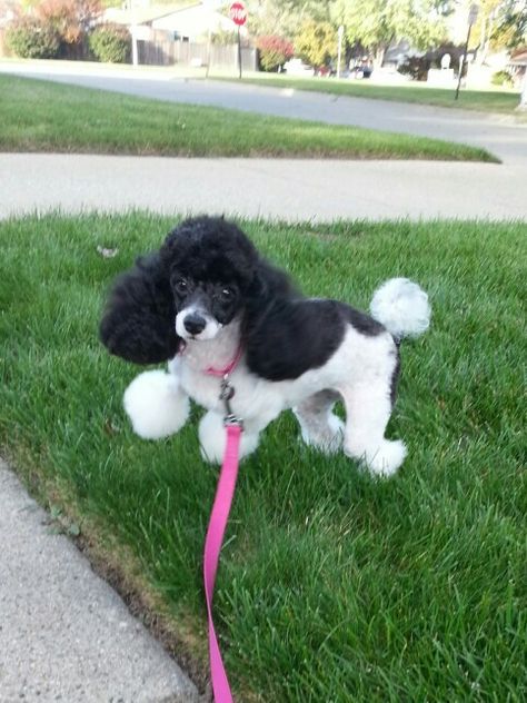 White and Black Parti Poodle Pebbles just got a haircut! Pebble Sue. Black And White Mini Poodle, Black And White Poodle, Toy Poodle Haircut, Poodle Haircuts, White Toy Poodle, Poodle Party, Toy Poodle Puppy, Parti Poodle, Poodle Haircut