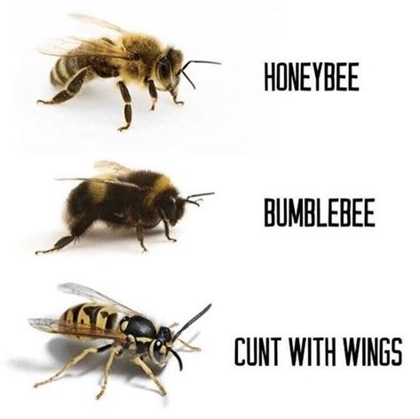 Bee Oc, Bee Humor, Funny Animals With Captions, Word Quotes, Memes Of The Day, Funny Hats, Memes Sarcastic, Animal Facts, Funny Animal Memes