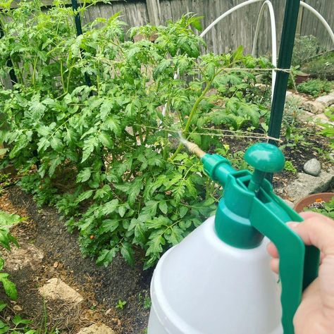 Dr. Bronner's on Instagram: “Plant people, help keep the gnats, spider mites & aphids away from your garden & indoor plants with a simple DIY solution: 1 tbsp. (15mL)…” Make Castile Soap, Organic Insecticide, Harmful Insects, Natural Insecticide, Foliar Spray, Insect Species, Natural Pesticides, Plant People, Organic Pest Control