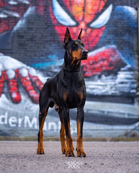 Doberman Pinscher Photography, Doberman Guard Dog, Male Doberman, Doberman Photography, Doberman Puppies For Sale, European Doberman, Black Doberman, Big Dog Breeds, Dog Anatomy