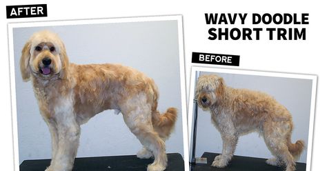 Wavy Doodle Short Trim Doodle Face Grooming Short, Straight Hair Doodle Cuts, Diy Doodle Grooming, Grooming Doodles At Home, Trimming Goldendoodle Face, Goldendoodle Grooming, Grooming Style, Mini Goldendoodle, Pet Grooming