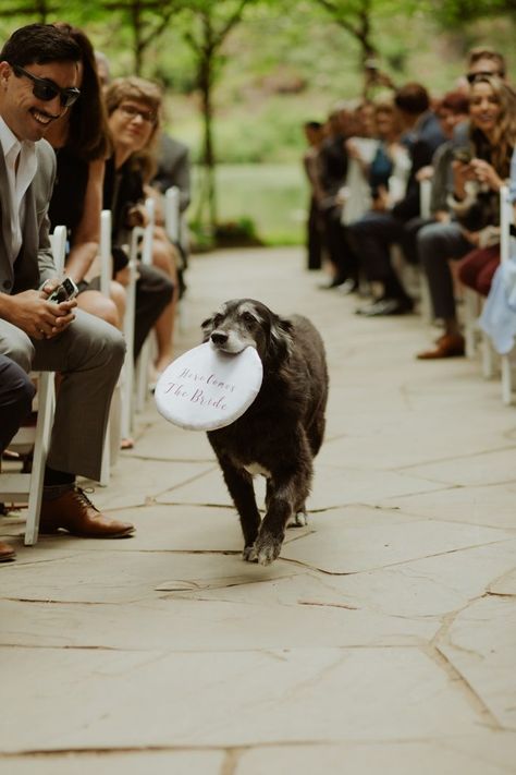 Dog In Wedding, Rustic Elegance Wedding, Nestldown Wedding, Ring Bearer Dog, California Redwoods, Rustic Elegant Wedding, Elegance Wedding, Dog Ring, Wedding Pets