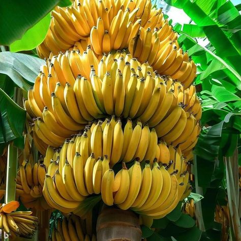 Banana Plant Indoor, Recipe Banana Muffins, Pudding Banana Bread, Fantasy Fruit, Banana Farm, Grow Banana Tree, How To Grow Bananas, Fruit Platter Designs, Banana Plant