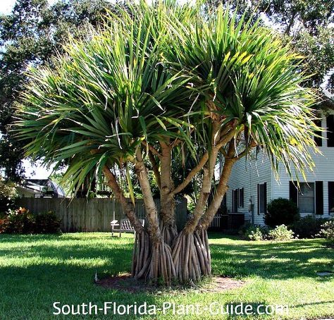 Hawaiian Landscaping, Backyard Plans, Florida Plants, Tropical Backyard, Front Garden Design, Tropical Landscape, Fort Pierce, Home Landscape, Tropical Gardens