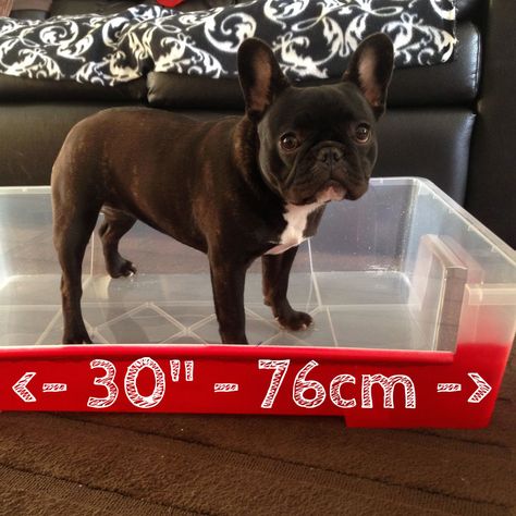 Giant Litter Box #pets #dog #kitty #litter #pen Litter Box Ideas, Diy Litter Box, Dog Litter Box, Puppy List, Liter Box, Puppy Litter, Monster Box, Small Pigs, Dog Toilet